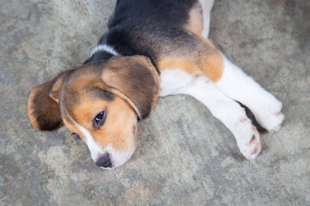 115309256 m How Much Sleep Should a Beagle Have?