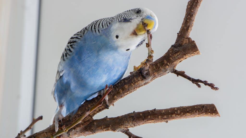 Petco best sale budgie price