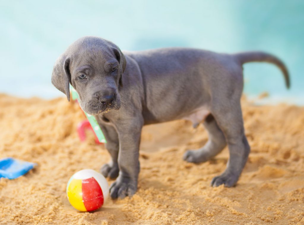 Great Danes as Pets: Cost, Life Expectancy, and Temperament #danes #dogs #puppies