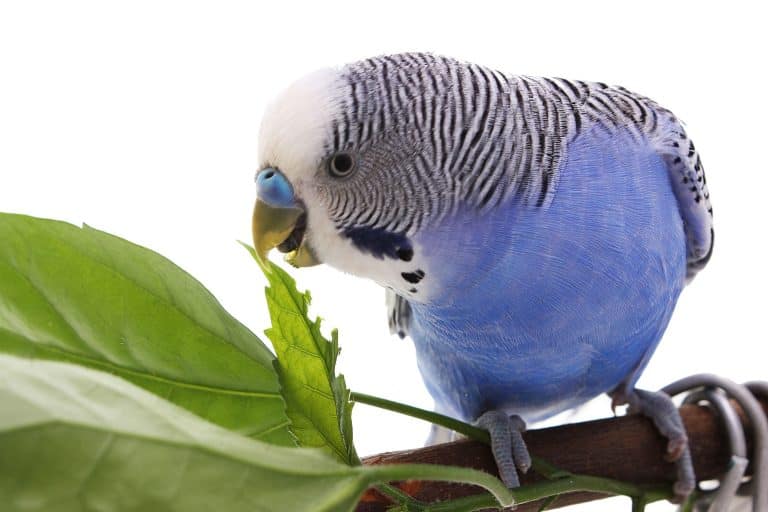 Blue Parakeets: A Complete Guide Before You Get One