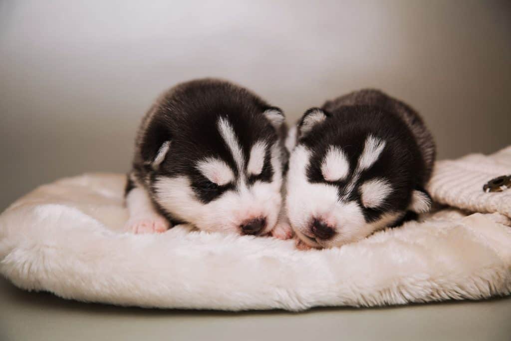 How Long Do Huskies Reproduce Embora Pets