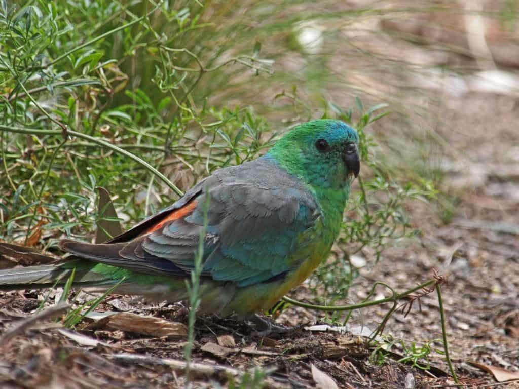 red rump parakeet for sale near me