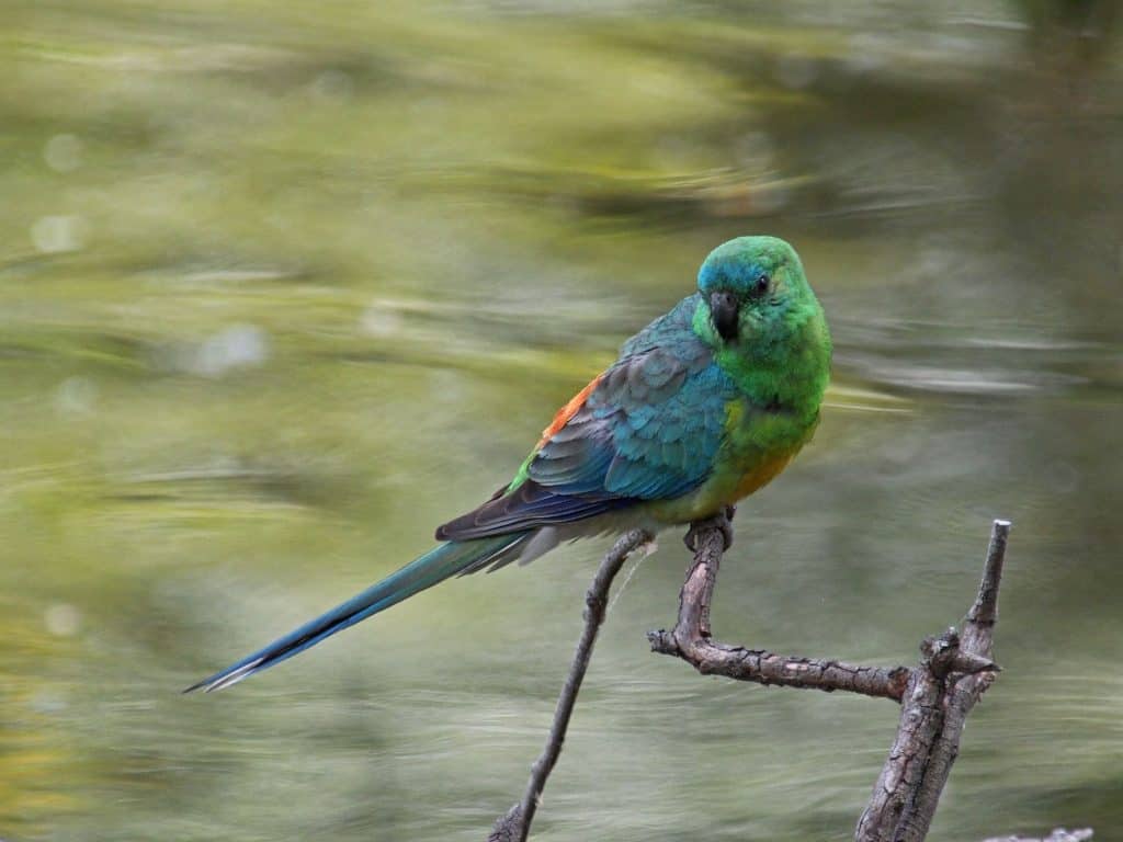 orange red rump parakeet