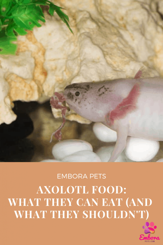 18 curry dishes 1 Axolotl Food: What To Feed Axolotl (And What Not To)