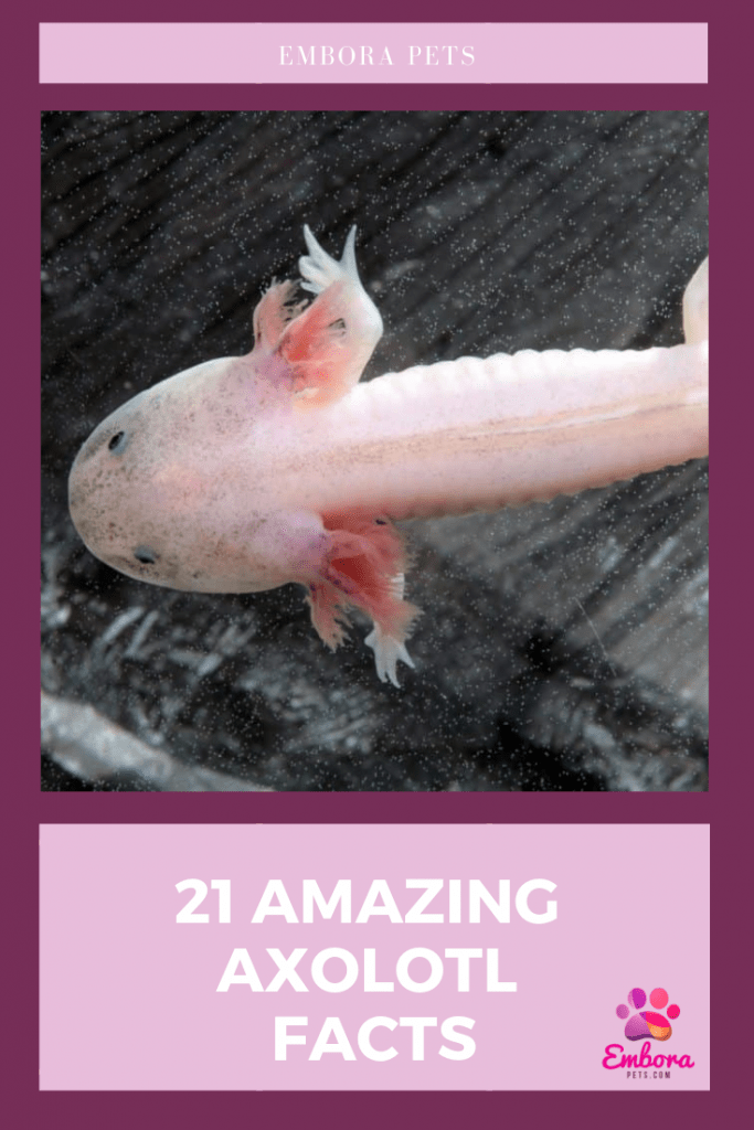 21 AMAZING AXOLOTL FACTS 21 Amazing Axolotl Facts