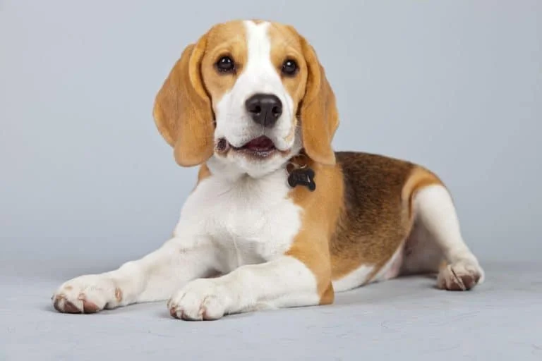 At What Age Do Beagles Stop Growing?