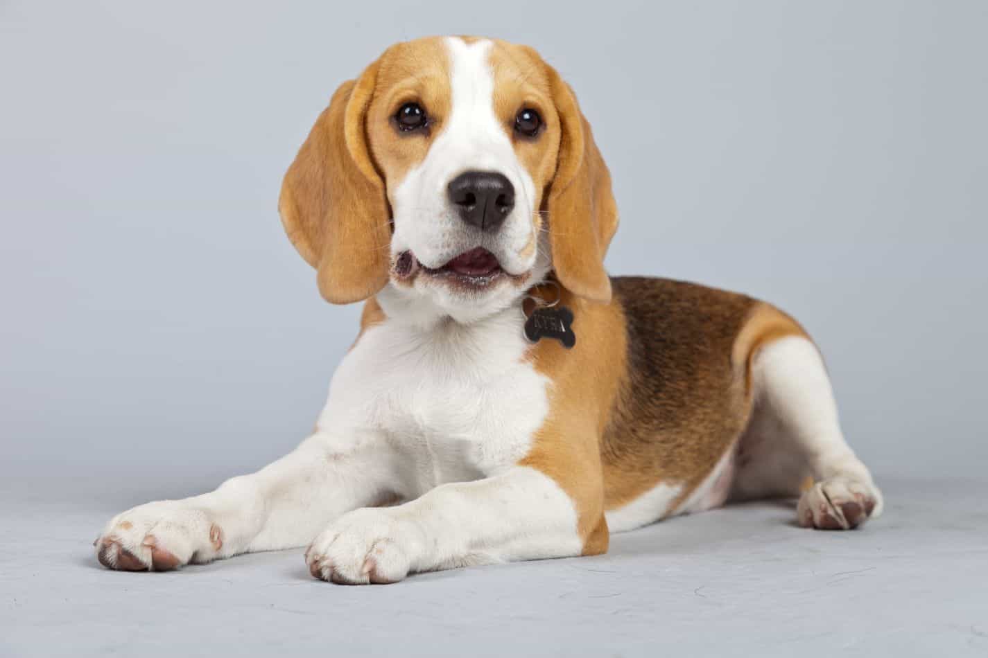 How old do female beagles live