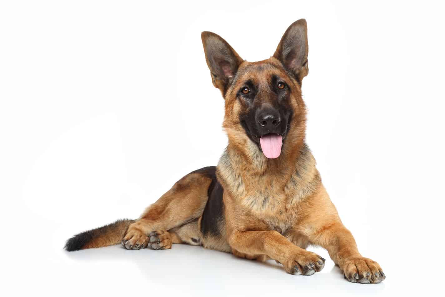 How long does a german shepherd live in dog years