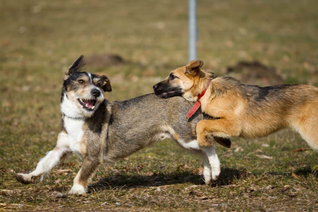 at what age is a german shepherd full grown