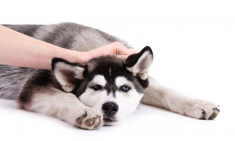 Can Huskies Eat Chicken? - Embora Pets