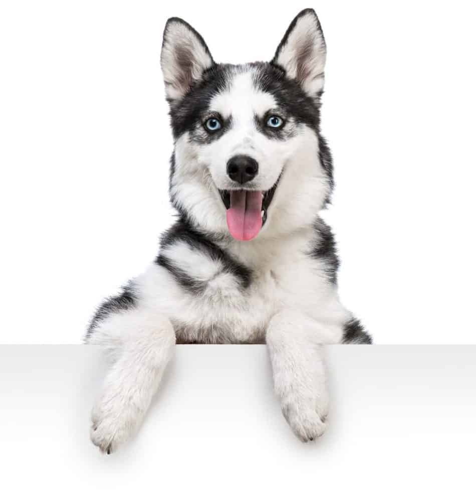 what age do female huskies get their period