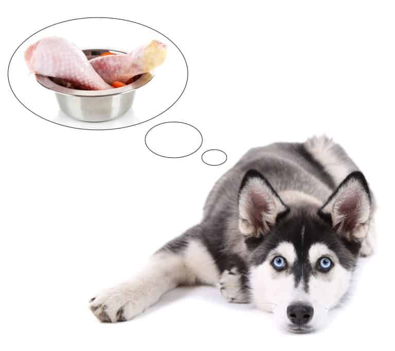Can Huskies Eat Chicken?