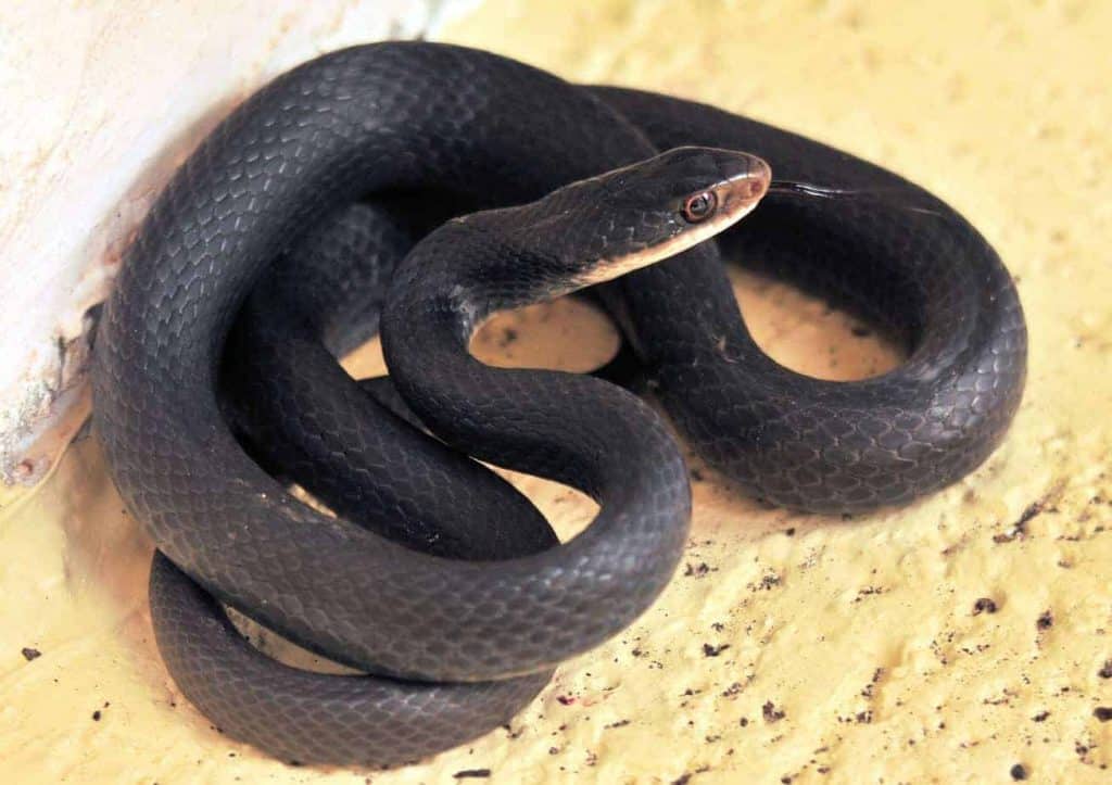 the black racer snake in south florida