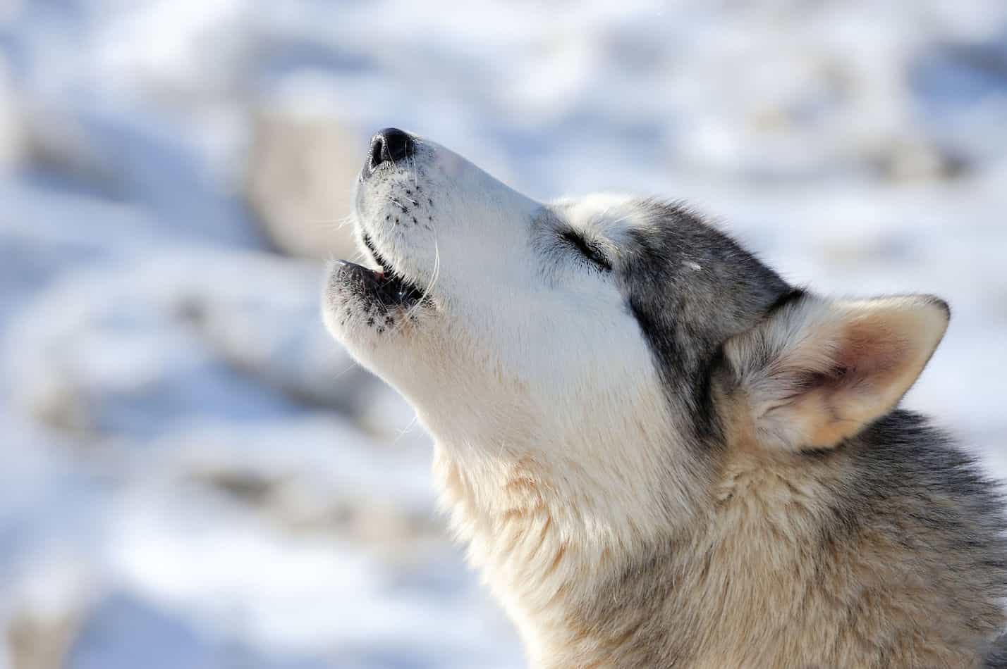 how to stop husky from howling