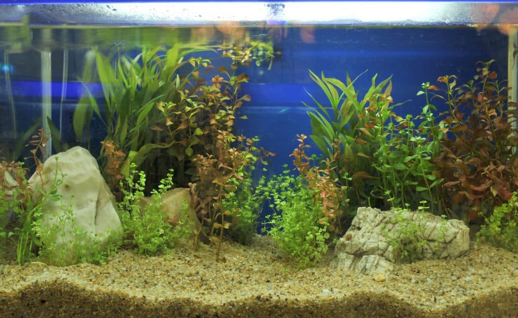 37552709 m Aquarium Dimensions: The Right Size for Your Home and Fish Species