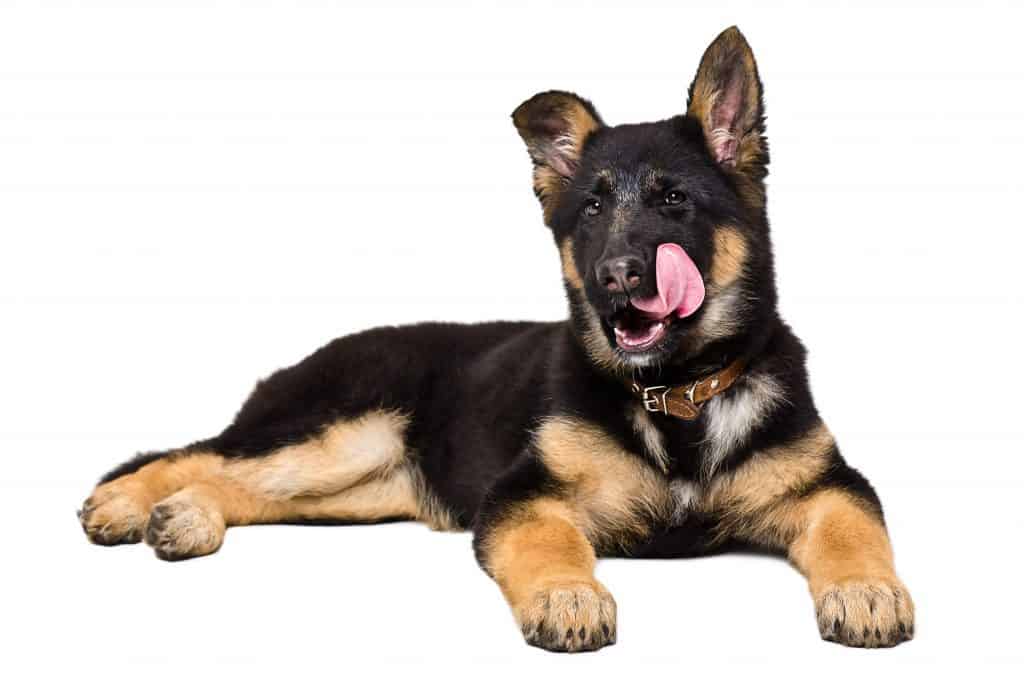 are bananas good for german shepherds