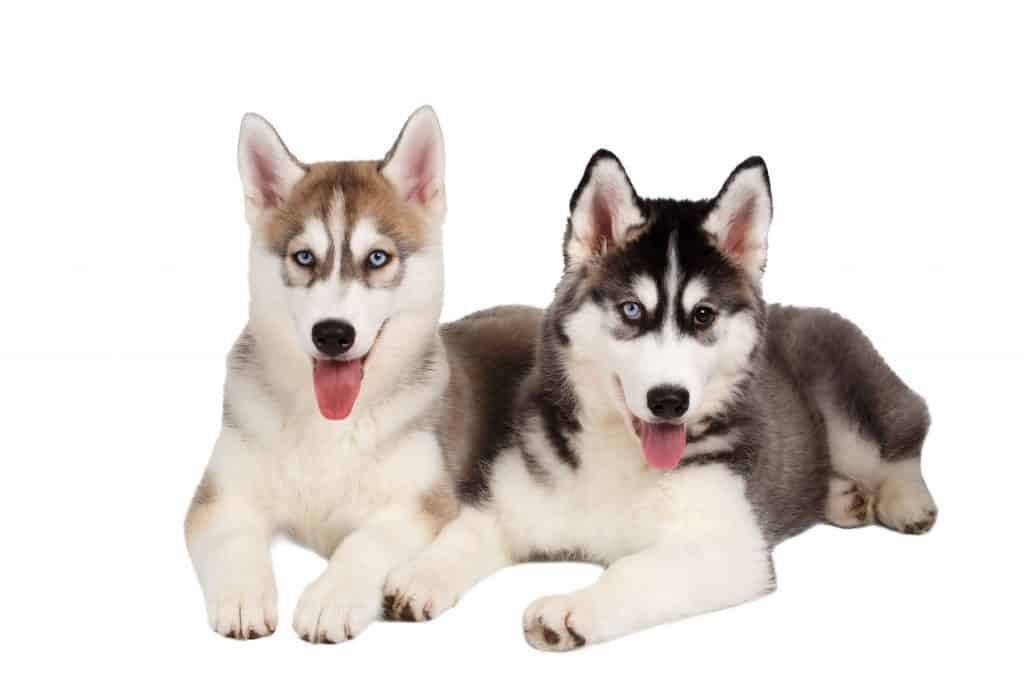 how many babies can a siberian husky have