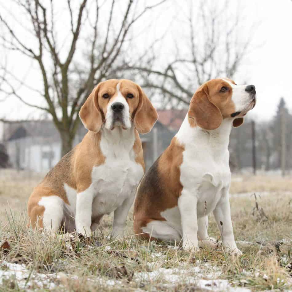 40866743 m At What Age Do Beagles Stop Growing?