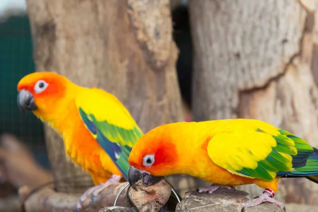 What is the mating and gestation period of parakeets and how can you tell?