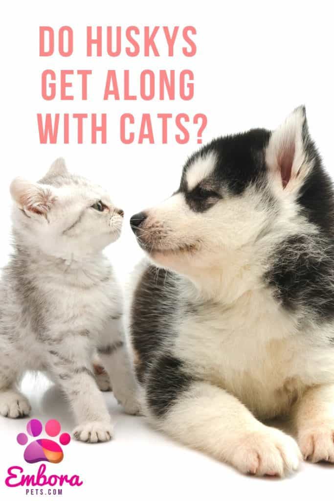 are siberian huskies good with cats