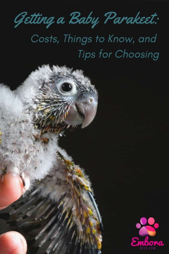 5 Fun Suggestions 4 Getting a Baby Parakeet: Costs, Things to Know, and Tips for Choosing
