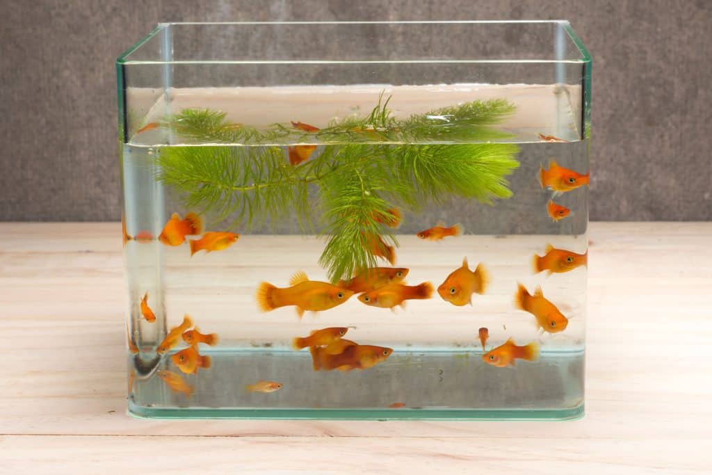 50921480 m Aquarium Dimensions: The Right Size for Your Home and Fish Species