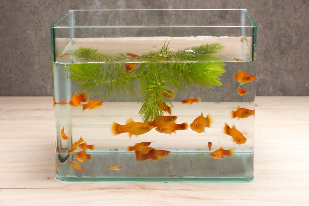 pets at home small fish tanks