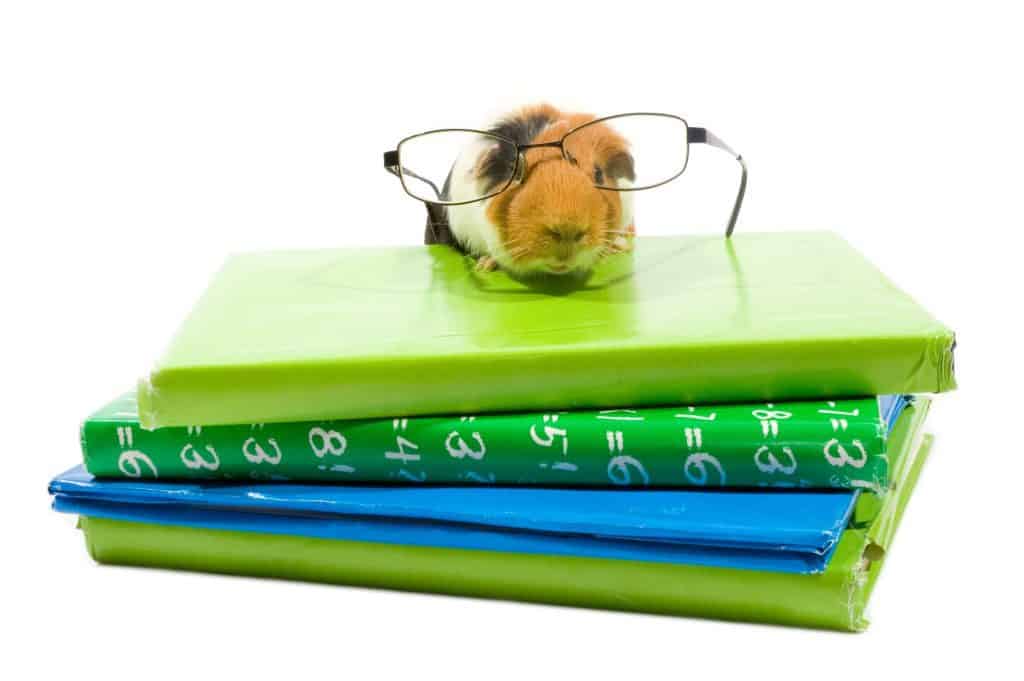 Guinea Pigs as Pets: 17 Things to Know Before Getting One