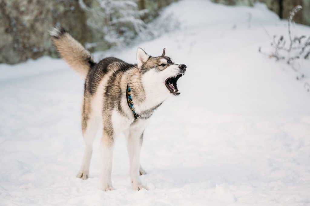 why do huskies howl a lot