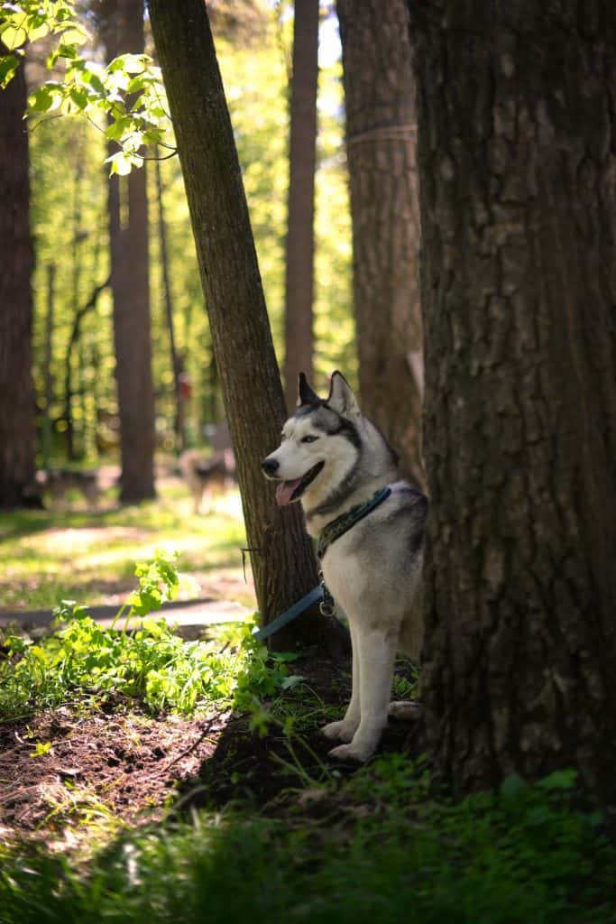 59985966 m Can Huskies Stay Outside in the Heat?