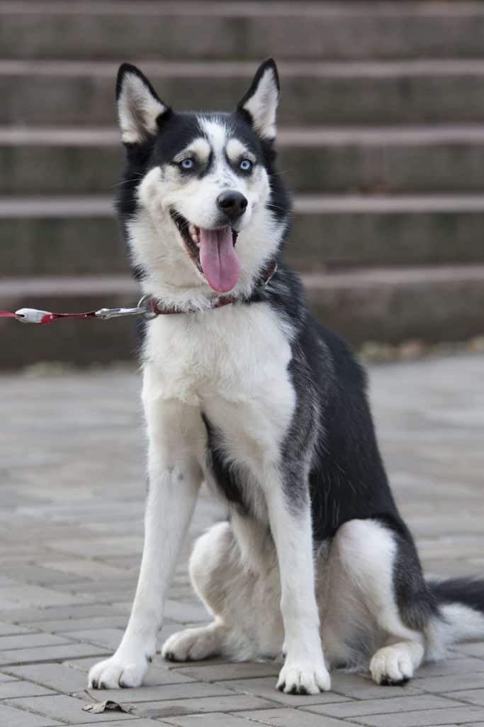 8 month old husky