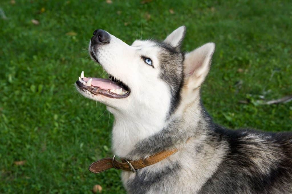 do siberian huskies bark a lot