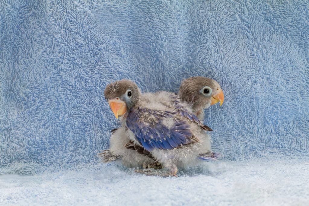 newborn baby parakeets