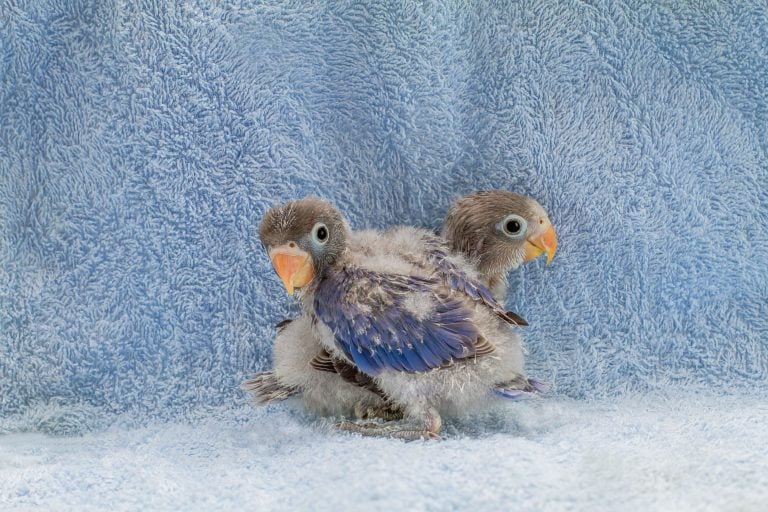 Getting a Baby Parakeet: Costs, Things to Know, and Tips for Choosing