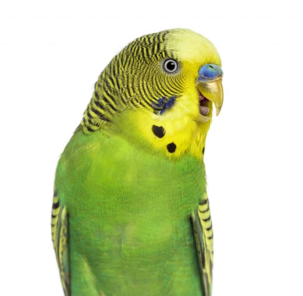 Parakeet Behavior Guide: How to Know What They are Expressing