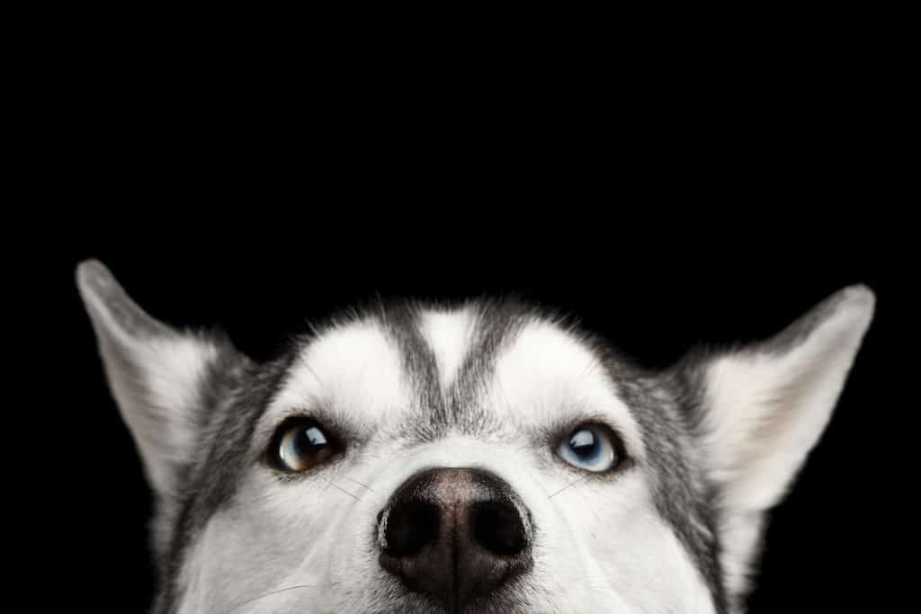 73795770 m When to Neuter a Husky