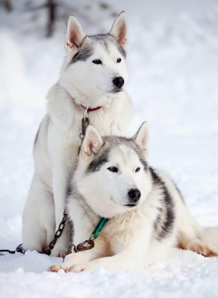 Cute Mini Siberian Husky Full Grown