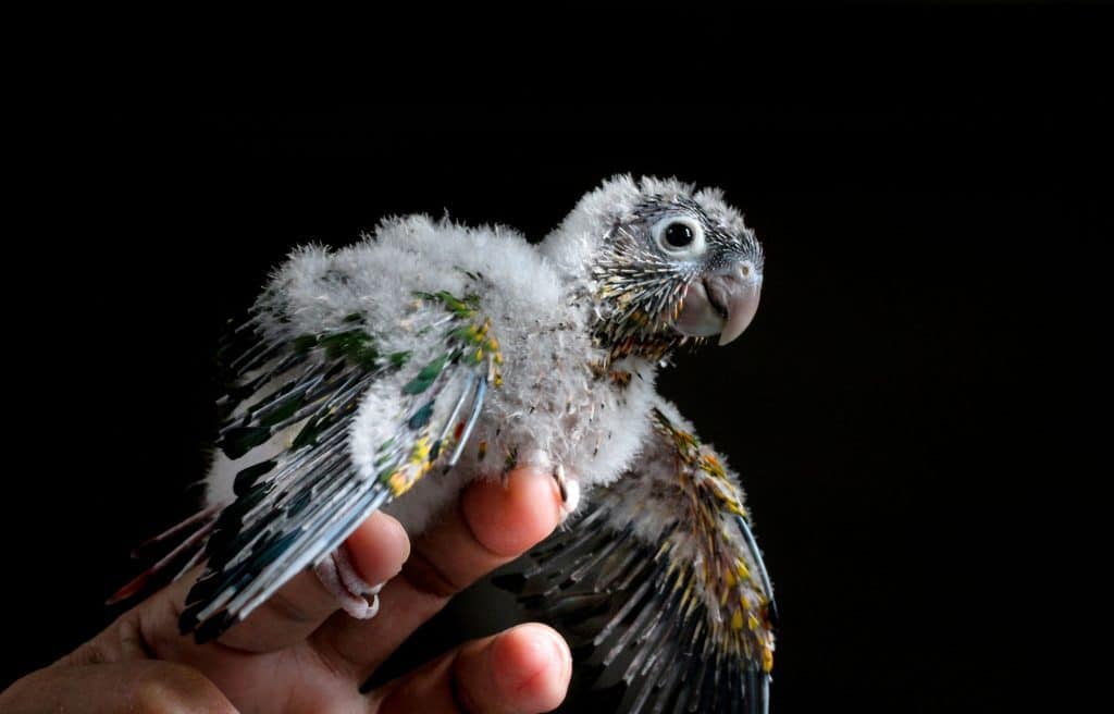 74699453 m Getting a Baby Parakeet: Costs, Things to Know, and Tips for Choosing