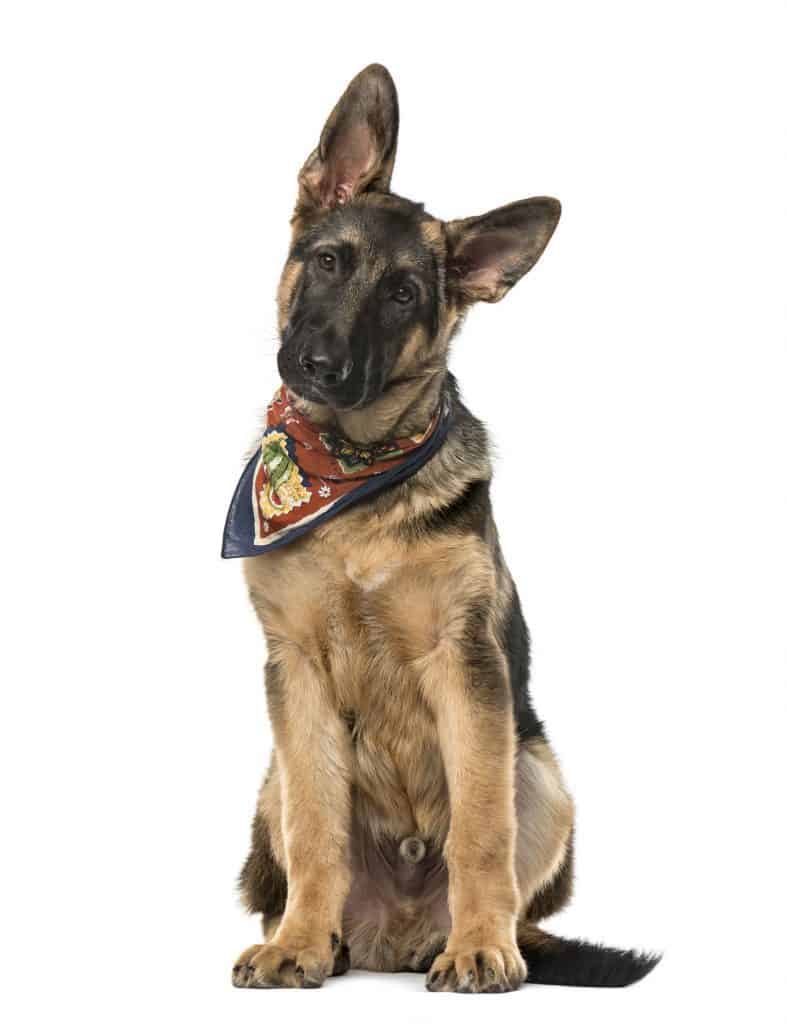 when should you spay a german shepherd