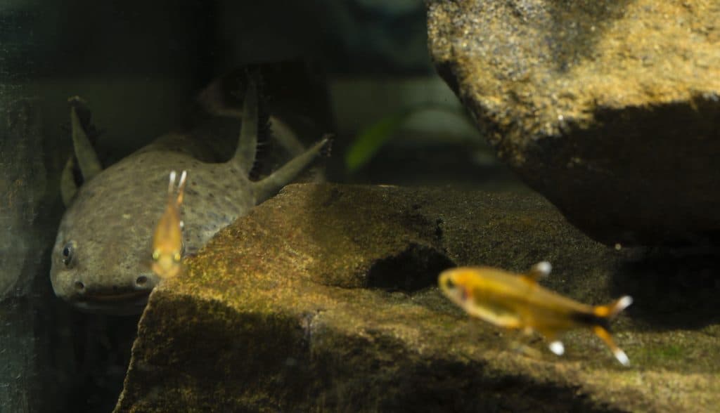 How Much do Axolotls Cost?