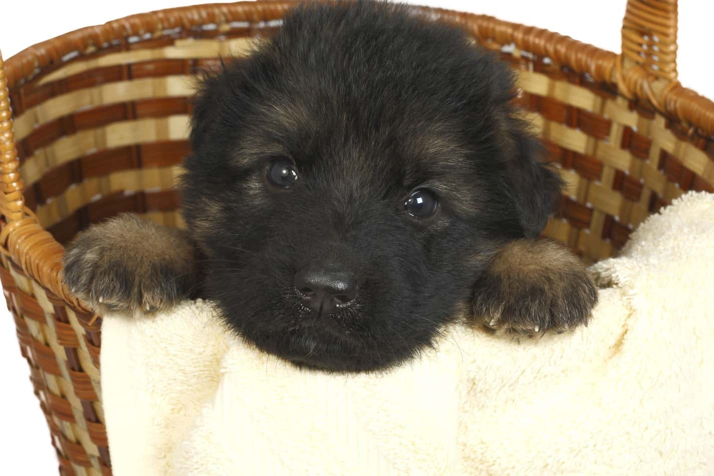 show me pictures of baby german shepherds