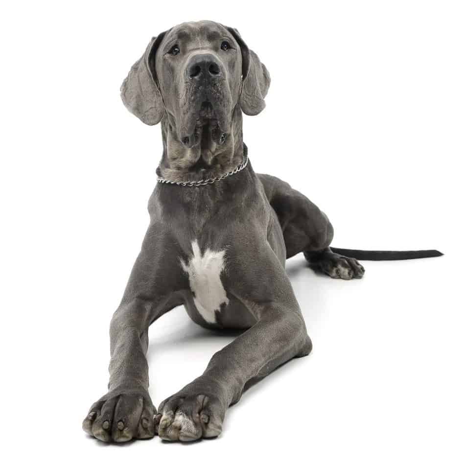 are great danes protective dogs