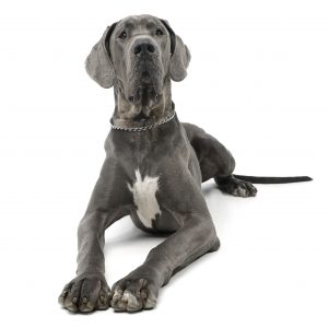 Great Danes as Pets: Cost, Life Expectancy, and Temperament - Embora Pets