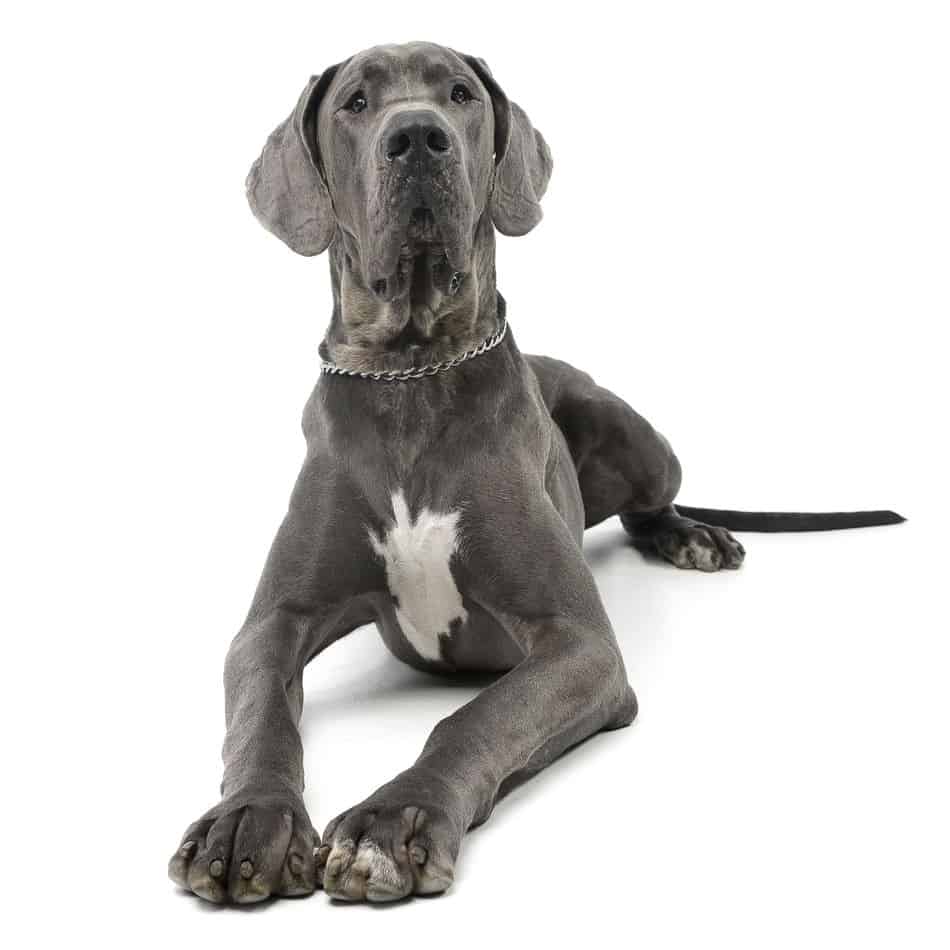 Great Danes as Pets: Cost, Life Expectancy, and Temperament - Embora Pets