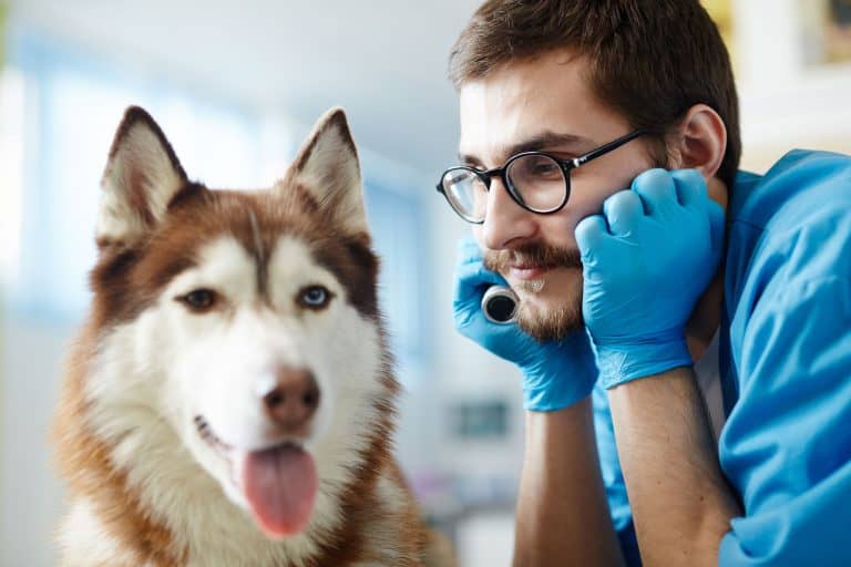 How long do huskies sleep? Do huskies sleep a lot? Embora Pets