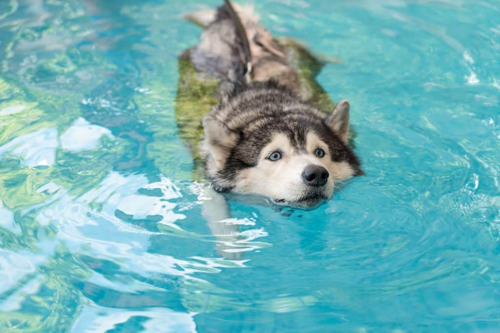 can husky puppies swim