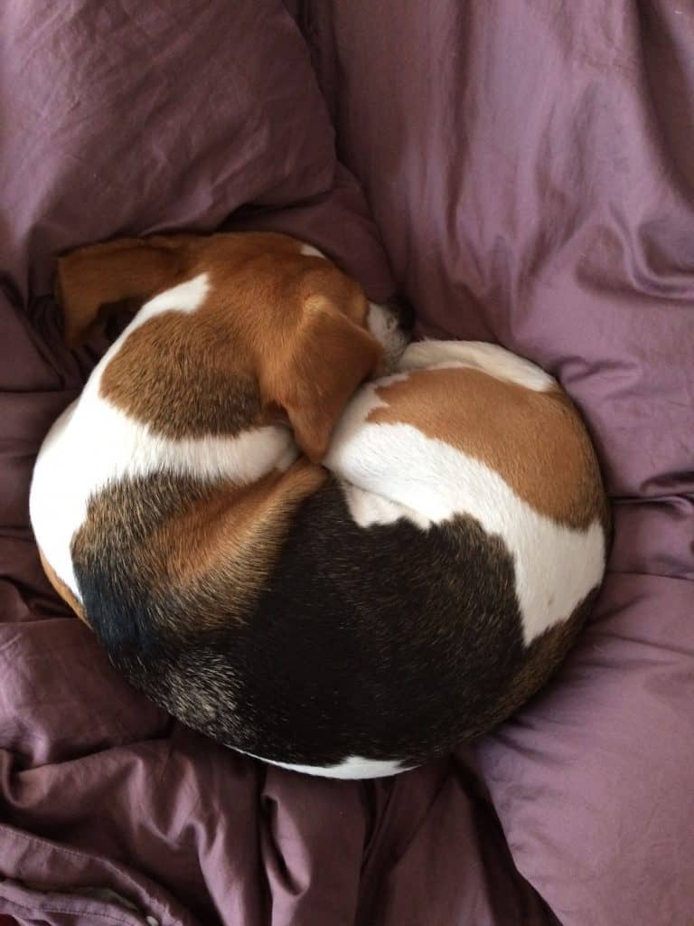 why do beagles sleep so much