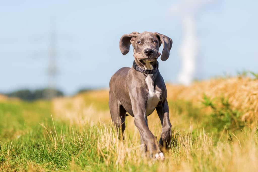 Great Danes as Pets: Cost, Life Expectancy, and Temperament #danes #dogs #puppies