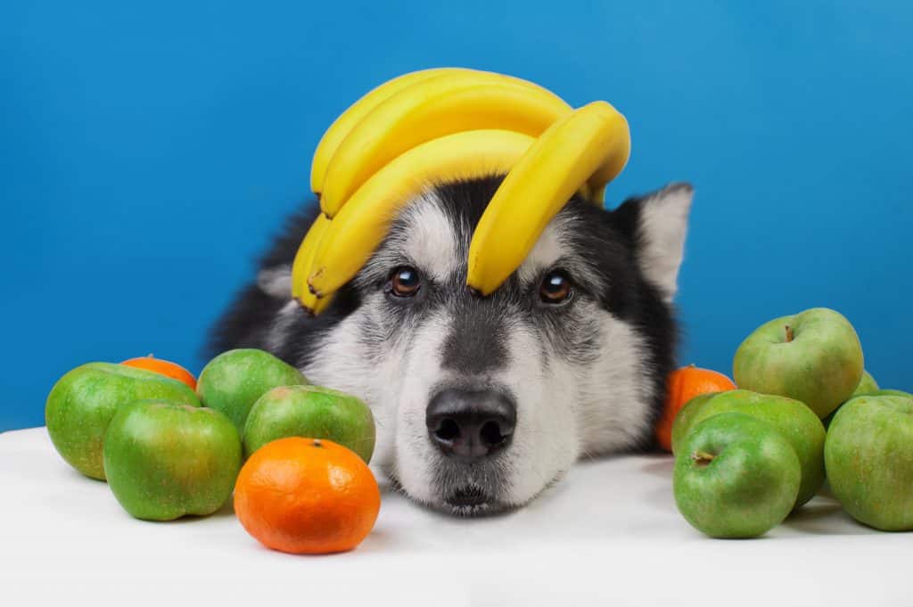 83503814 xl Can Huskies Eat Bananas?