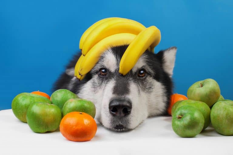 Can Huskies Eat Bananas?